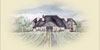 San Marcos Creek Vineyard